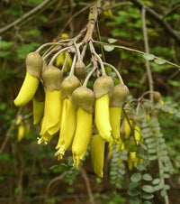 Rot Sophora Blumensamen zur Aussaat Anzucht Traditionssorte & ohne Gentechnik Samen Hausgarten