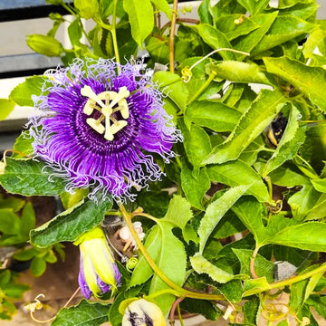 Lila Passiflora Incarnata Blumensamen zur Aussaat – duftend Blüten – Traditionssorte & ohne Gentechnik Samen Hausgarten