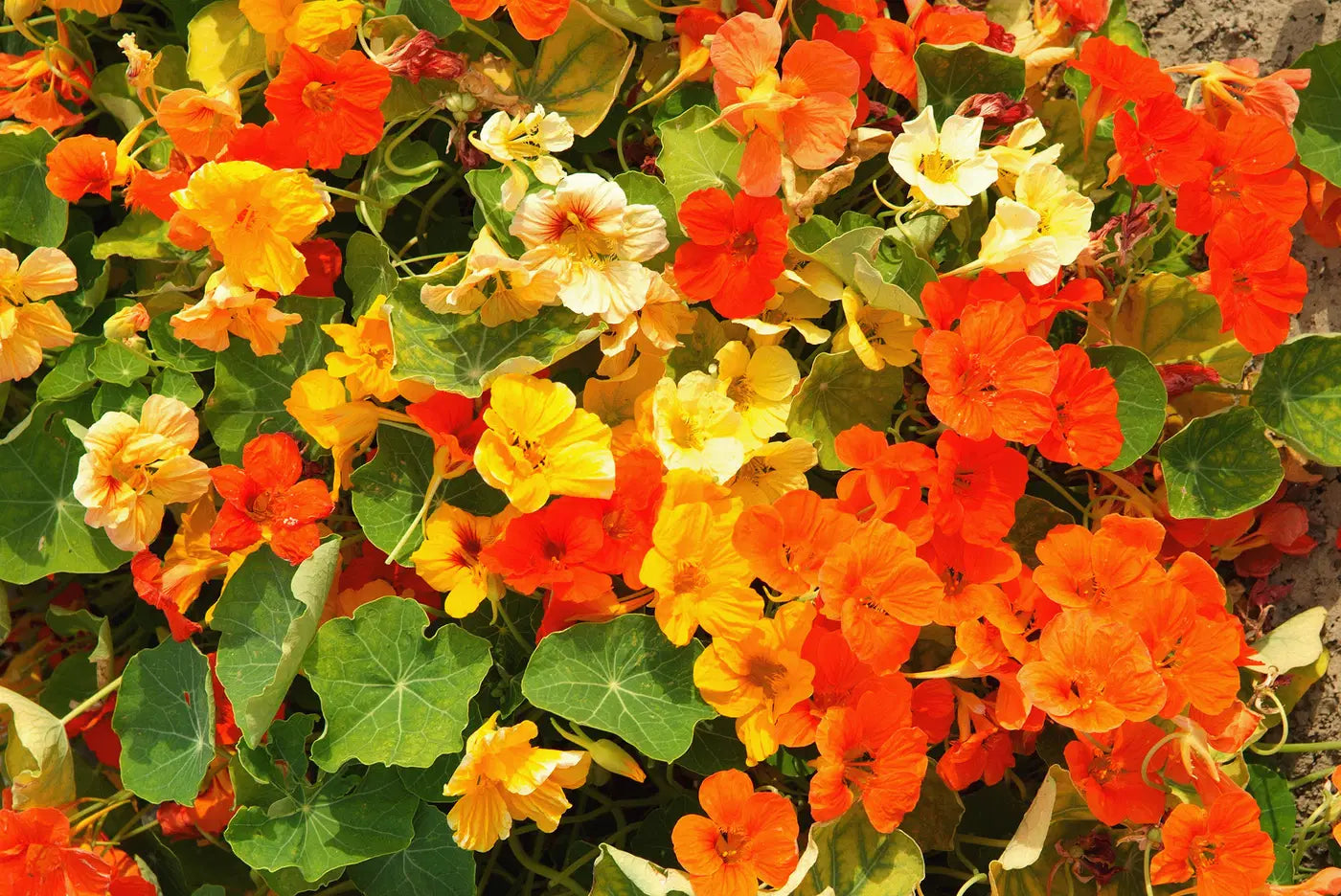 Rot Gelb Kapuzinerkresse Blumensamen zur Aussaat duftend Blüten Traditionssorte & ohne Gentechnik Samen Hausgarten