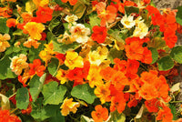 Kapuzinerkresse Blumensamen zur Aussaat lang Blüte Saison Traditionssorte & ohne Gentechnik Samen Hausgarten