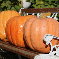 Amish Pie Squash Samen für einfache Aussaat