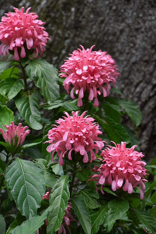 Rot Flamingoblume Blumensamen zur Aussaat – leuchtend – Traditionssorte & ohne Gentechnik Samen Hausgarten