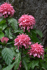 Rot Flamingoblume Blumensamen zur Aussaat – leuchtend – Traditionssorte & ohne Gentechnik Samen Hausgarten