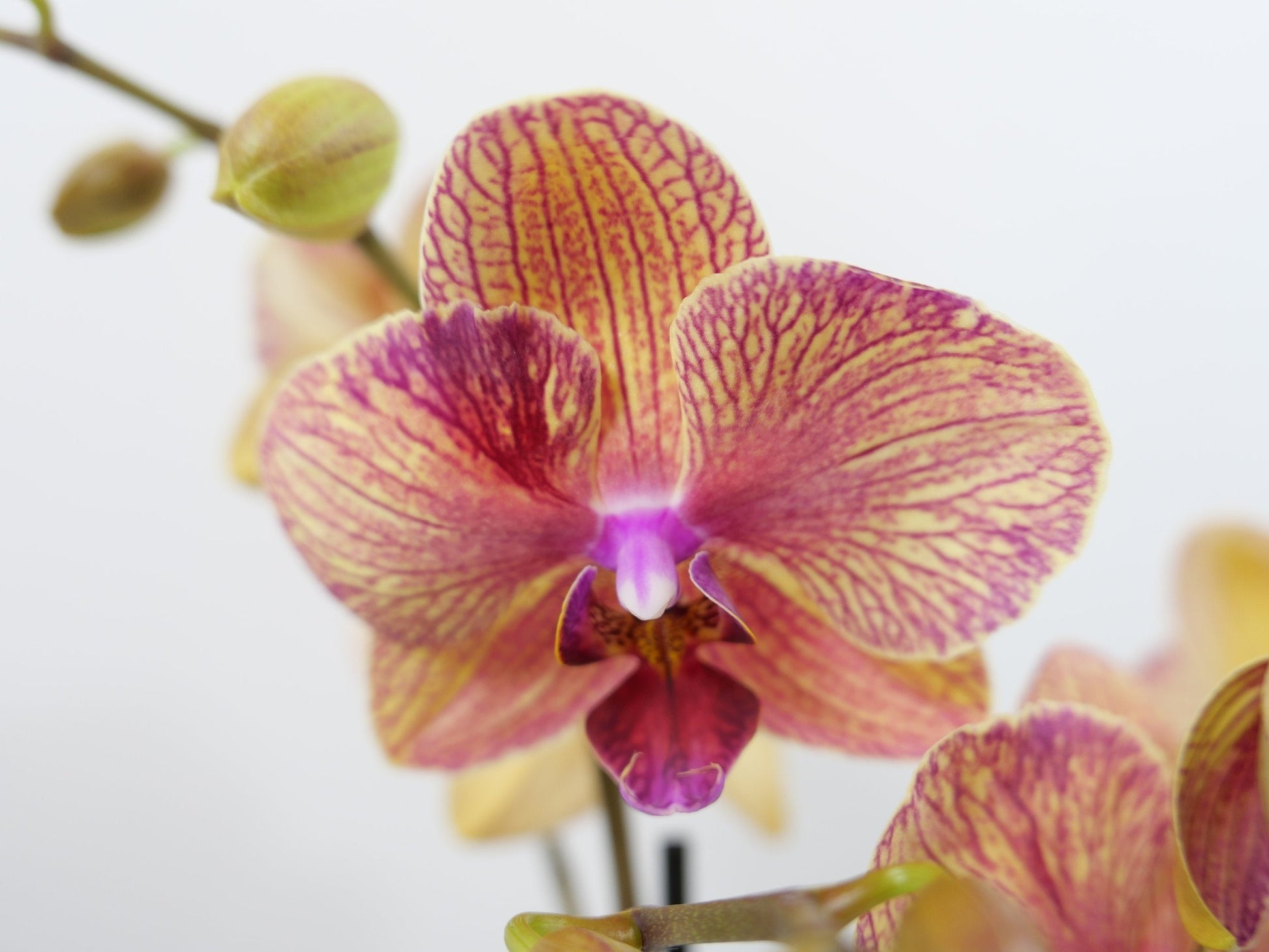 Dark orange phalaenopsis orchid samen for anpflanzung blume
