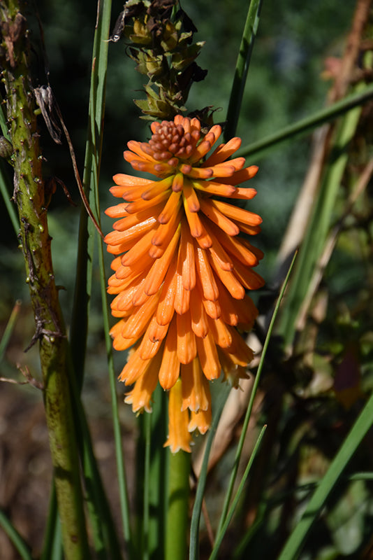 Orange Kniphofia Samen zur Aussaat leuchtend mehrjährig Blumen für Ihren Garten