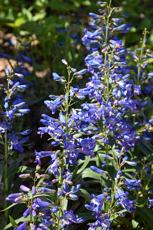 Blau Penstemon Barbatus Blumensamen einfache Aussaat