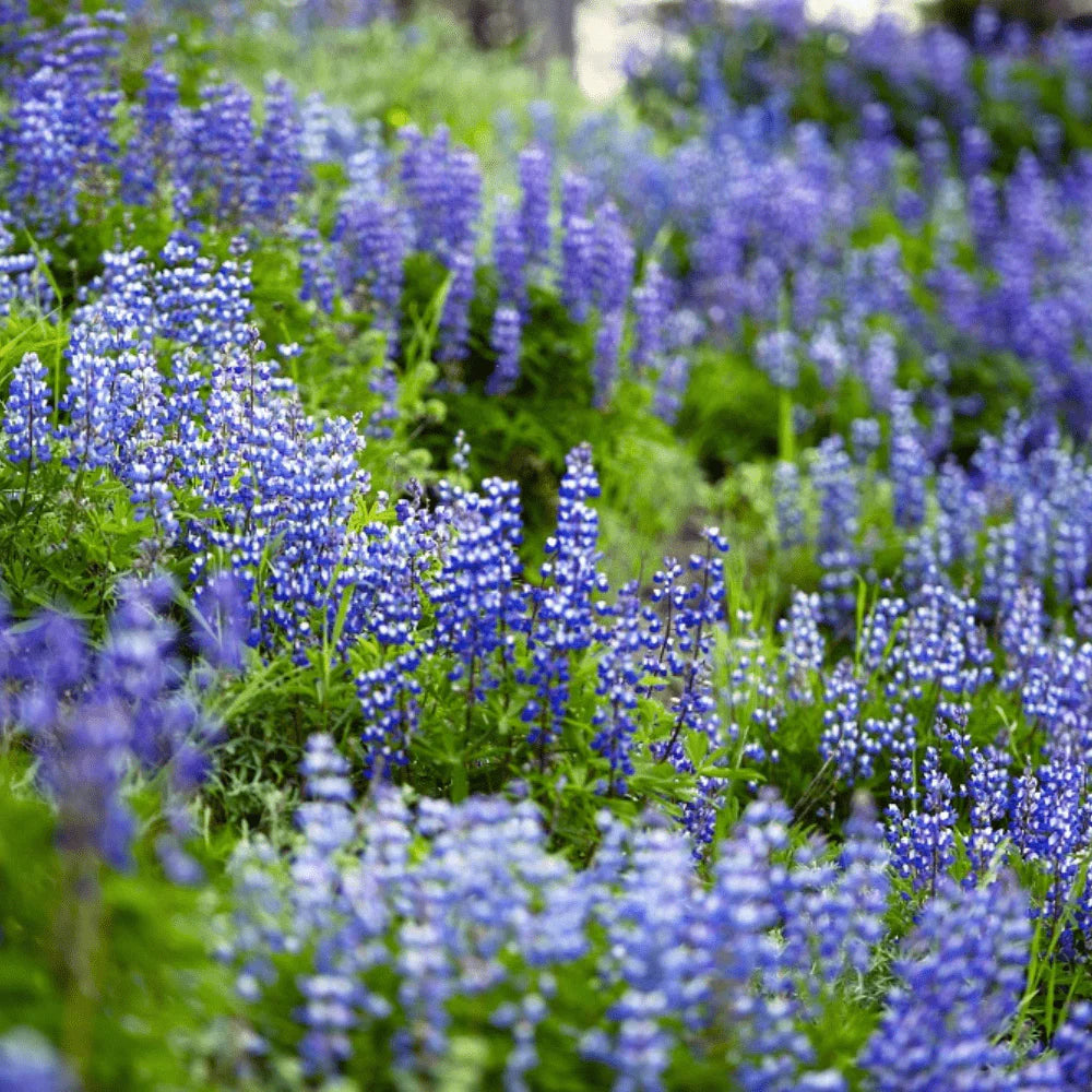 Himmelblau Lupine Blumensamen zur Aussaat – saisonal Dauerblüher – Traditionssorte & ohne Gentechnik Samen Hausgarten