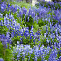 Himmelblau Lupine Blumensamen zur Aussaat – saisonal Dauerblüher – Traditionssorte & ohne Gentechnik Samen Hausgarten