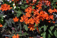 Rot Orange Lychnis Arkwrightii Blumensamen zur Aussaat – Halbschatten verträglich – Traditionssorte & ohne Gentechnik Samen Hausgarten