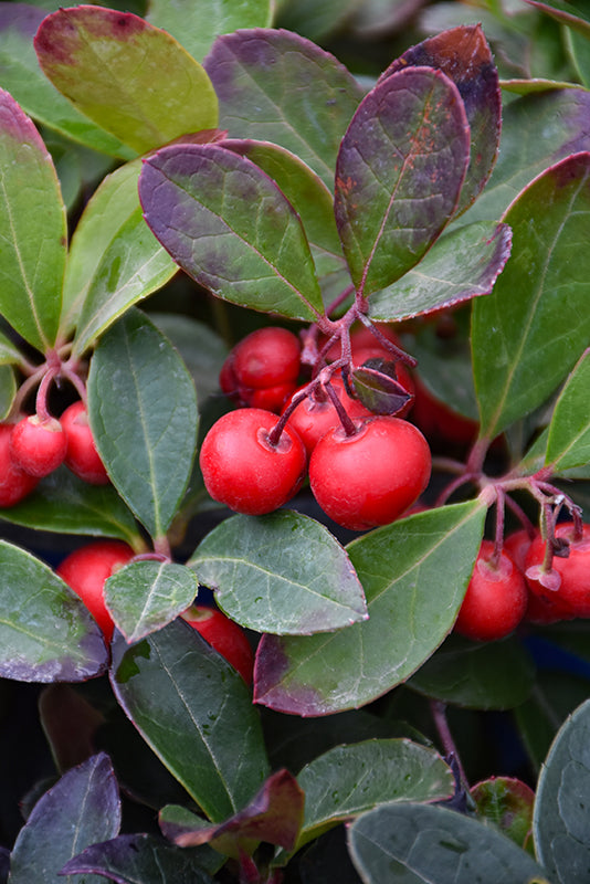 Rote Gaultheria procumbens  Samen für einfaches Anpflanzen