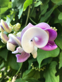 Vigna Caracalla Blumensamen zur Aussaat