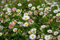 Erigeron Karvinskianus Blumensamen zur Aussaat – duftend Blüten – Traditionssorte & ohne Gentechnik Samen Hausgarten