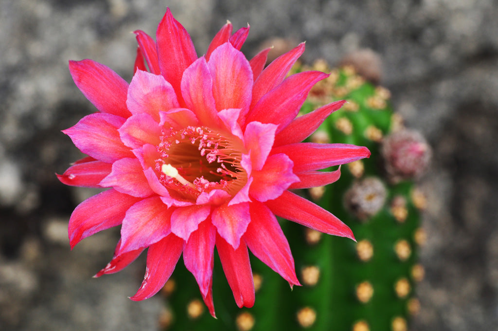 Hildewintera Colademononis Blumensamen zur Aussaat – Bestäuber freundlich – Traditionssorte & ohne Gentechnik Samen Hausgarten