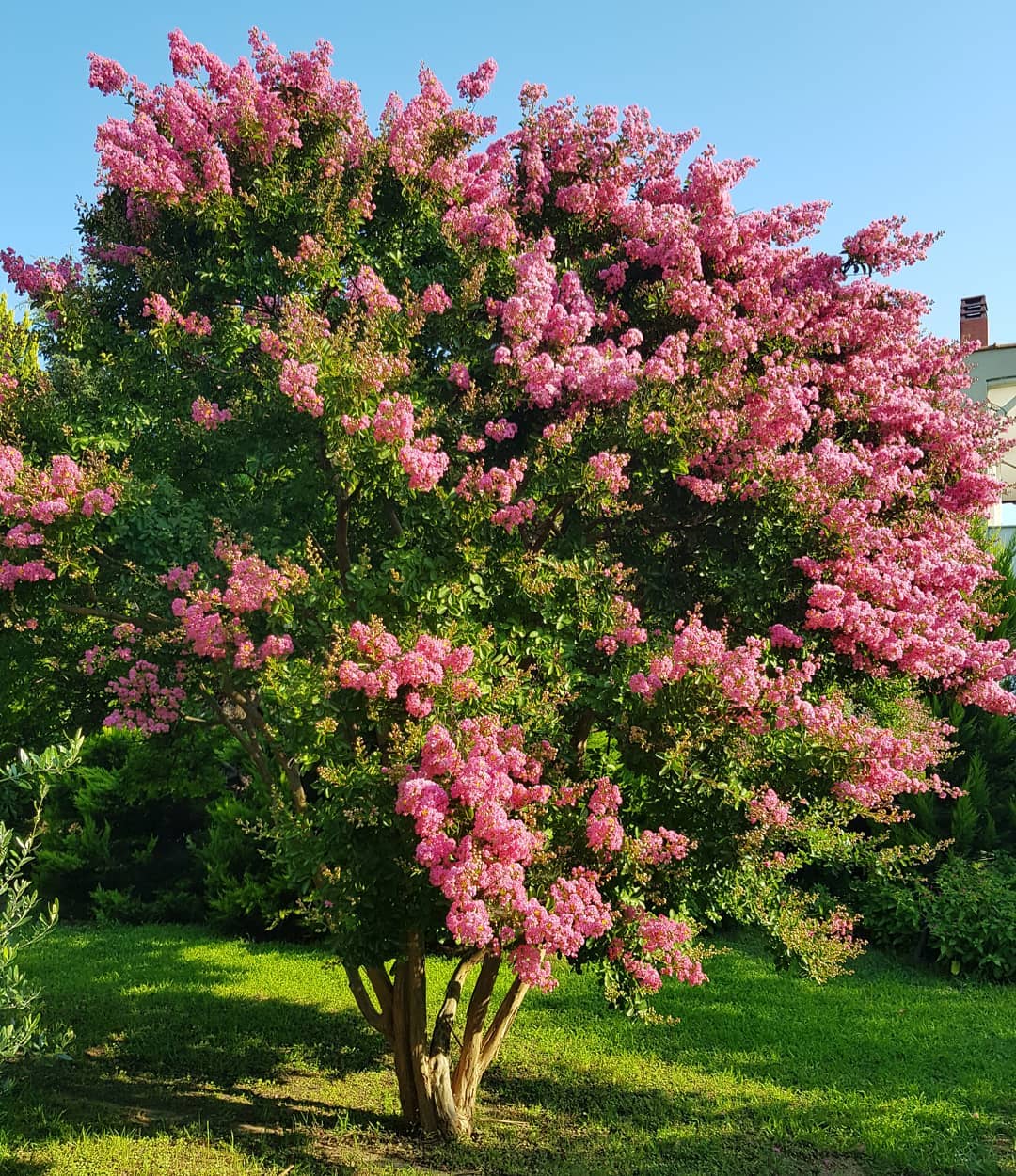 Lagerstroemia Blumensamen zur Aussaat hochwertige Qualitäts- Traditionssorte & ohne Gentechnik Samen Hausgarten
