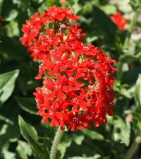 Lychnis Chalcedonica Blumensamen zur Aussaat farbenfroh Schau Traditionssorte & ohne Gentechnik Samen Hausgarten