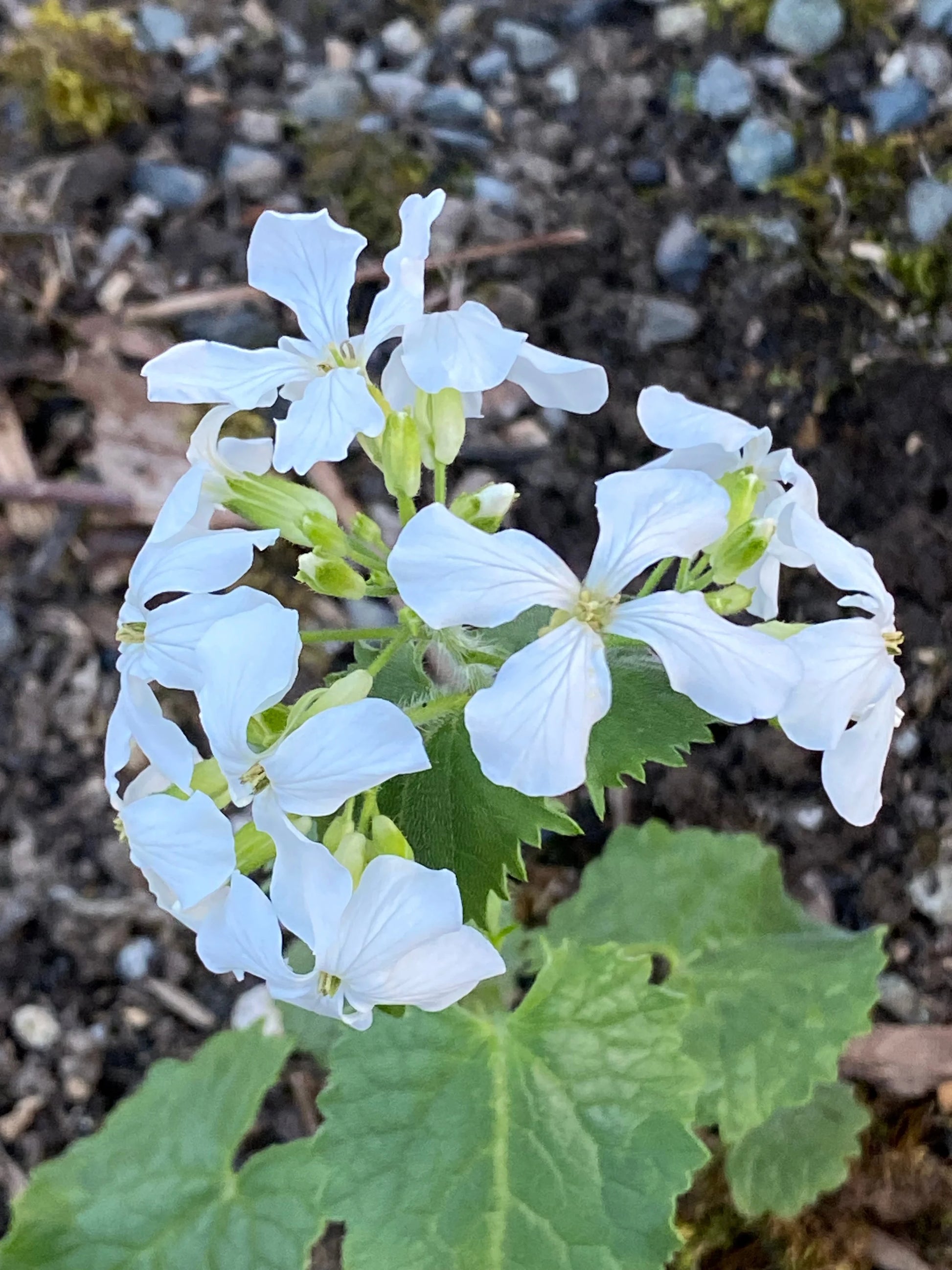 Weiß Lunaria Biennis Blumensamen zur Aussaat – Halbschatten verträglich – Traditionssorte & ohne Gentechnik Samen Hausgarten