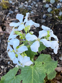 Weiß Lunaria Biennis Blumensamen zur Aussaat – Halbschatten verträglich – Traditionssorte & ohne Gentechnik Samen Hausgarten