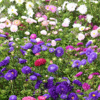 Chrysantheme Gemischt Blumensamen zur Aussaat Blume Beet