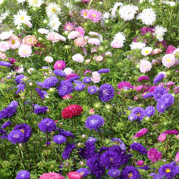 Chrysantheme Gemischt Blumensamen zur Aussaat Blume Beet