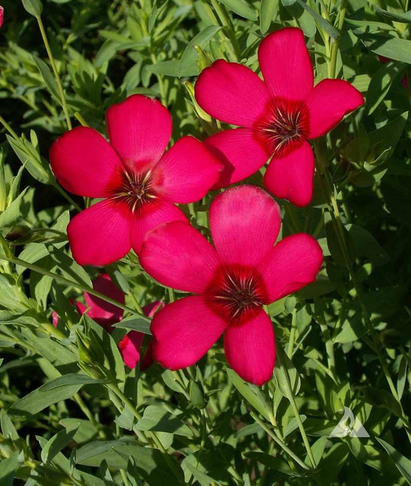 Linum Grandiflorum Blumensamen zur Aussaat saisonal Dauerblüher Traditionssorte & ohne Gentechnik Samen Hausgarten