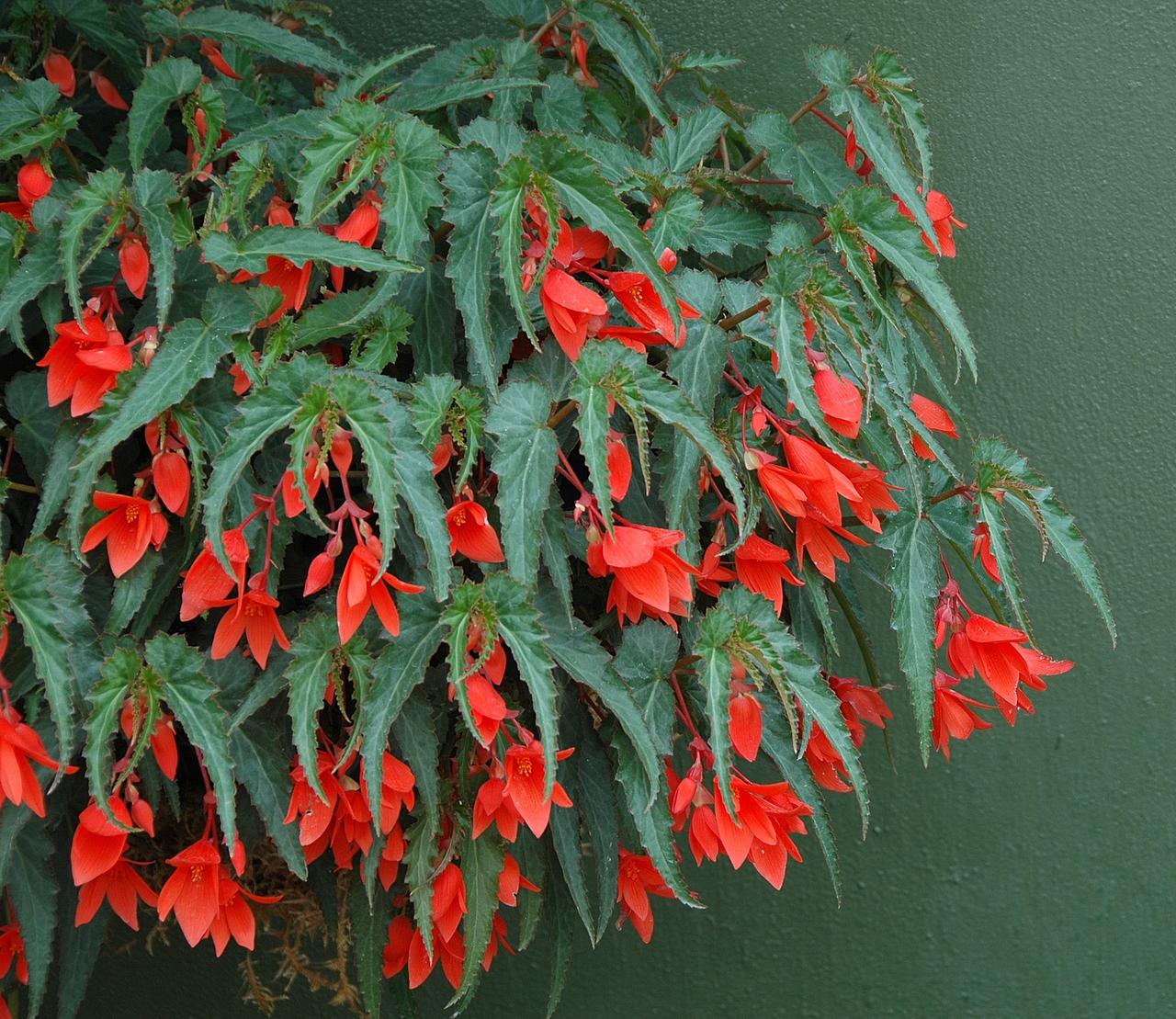Buy Begonie Boliviensis Samen zur Aussaat leuchtend Biennials All Seasons
