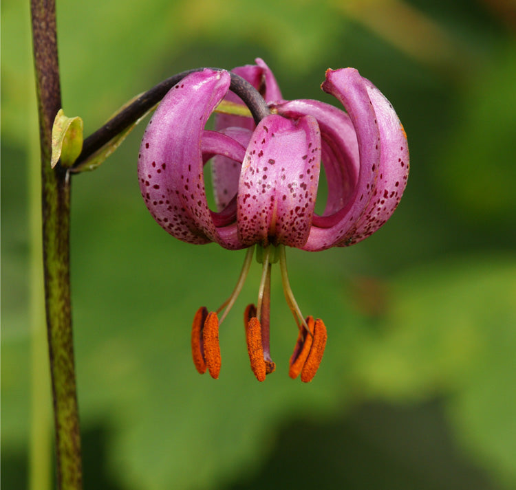 Lilium Martagon Blumensamen zur Aussaat lang Blüte Saison Traditionssorte & ohne Gentechnik Samen Hausgarten