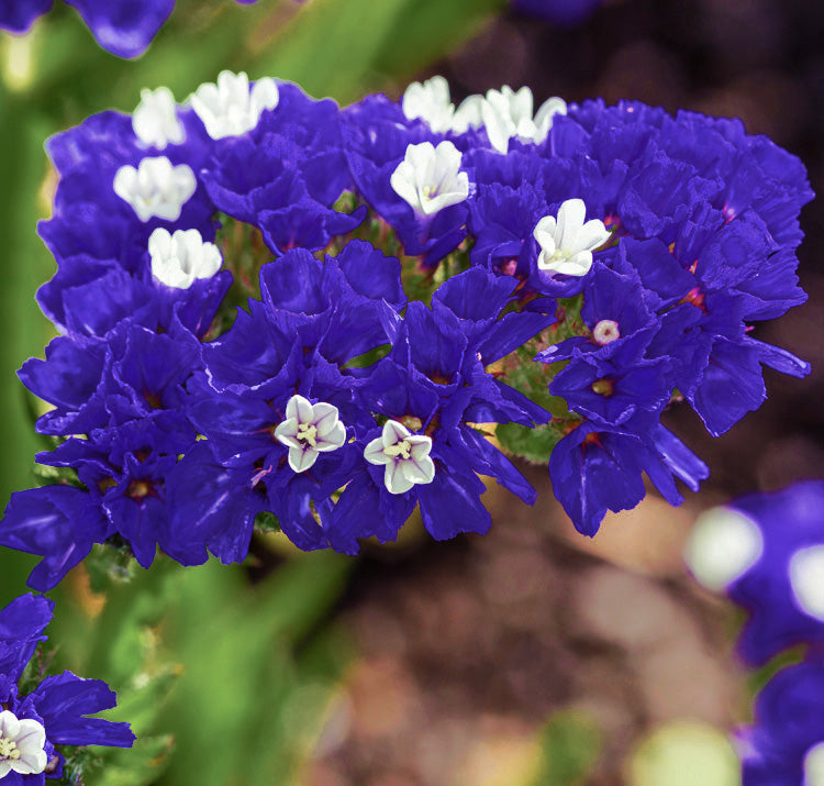 Limonium Sinuatum Blumensamen zur Aussaat – leuchtend – Traditionssorte & ohne Gentechnik Samen Hausgarten