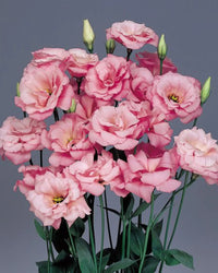 Pfirsichfarben Lisianthus (Lisianthus) Blumensamen zur Aussaat kompakt Wuchs Traditionssorte & ohne Gentechnik Samen Hausgarten