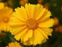 Gelb Coreopsis Lance Blumensamen zur Aussaat duftend Blüten Traditionssorte & ohne Gentechnik Samen Hausgarten