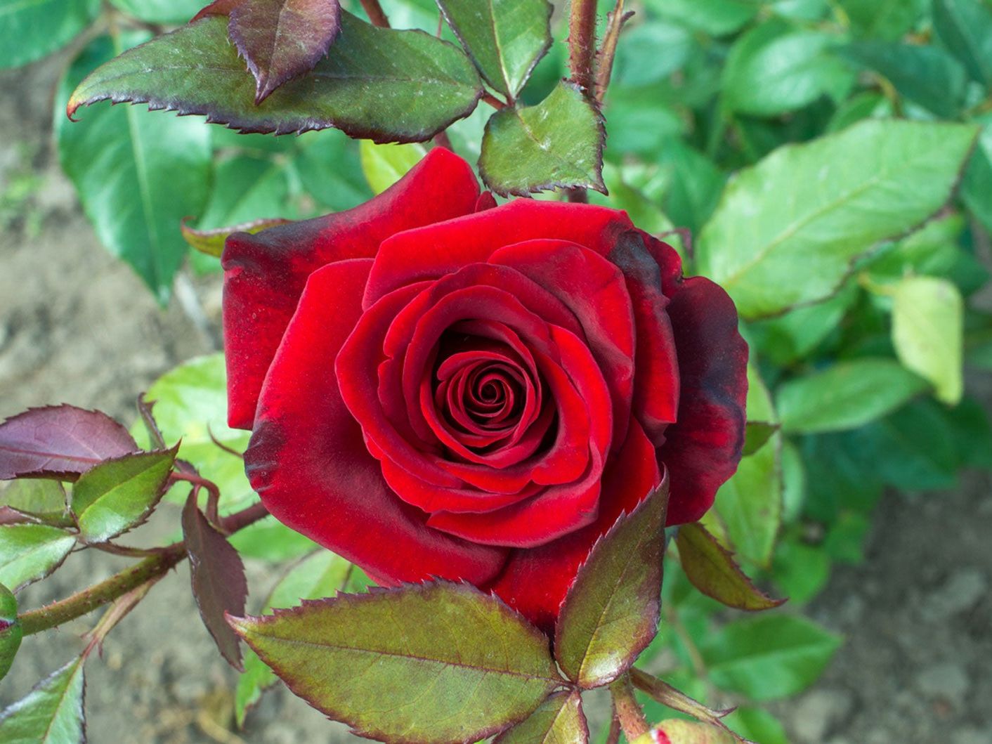 Kastanienrot Rose Samen zur Aussaat – Anzucht elegant ausdrucksstark Roses Garten