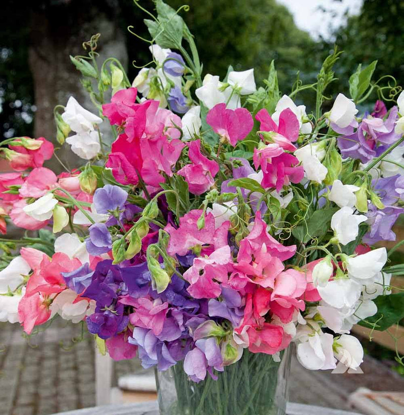 Bijou Blumensamen zur Aussaat – Garten beliebt – Traditionssorte & ohne Gentechnik Samen Hausgarten