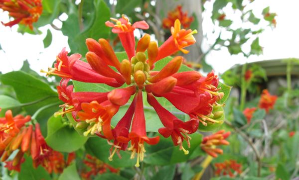 Lonicera Ciliosa Blumensamen zur Aussaat kompakt Wuchs Traditionssorte & ohne Gentechnik Samen Hausgarten