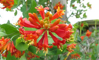 Lonicera Ciliosa Blumensamen zur Aussaat kompakt Wuchs Traditionssorte & ohne Gentechnik Samen Hausgarten