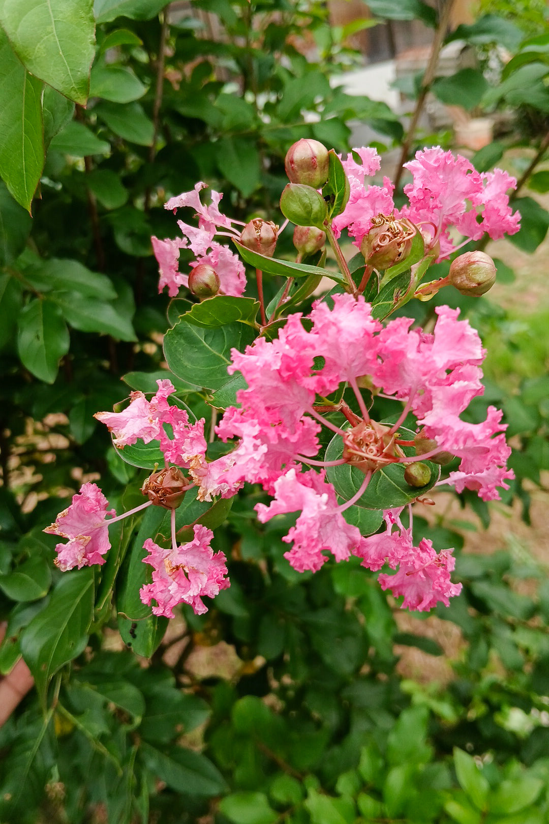 Crepe Myrtle Blumensamen zur Aussaat – hochwertige Qualitäts- – Traditionssorte & ohne Gentechnik Samen Hausgarten