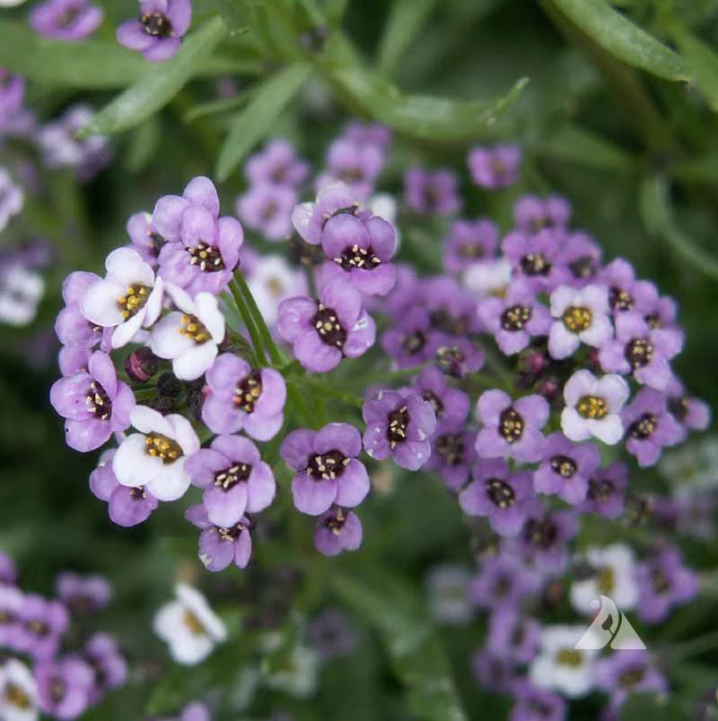 Alyssum Royal Carpet Blumensamen zur Aussaat saisonal Dauerblüher Traditionssorte & ohne Gentechnik Samen Hausgarten