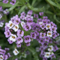 Alyssum Royal Carpet Blumensamen zur Aussaat saisonal Dauerblüher Traditionssorte & ohne Gentechnik Samen Hausgarten