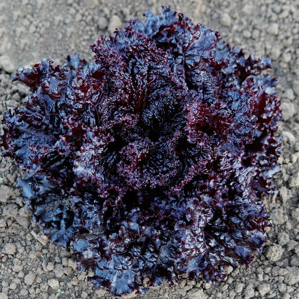 Schwarz Lettuce Samen - Ideal zum Pflanzen