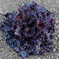 Schwarz Lettuce Samen - Ideal zum Pflanzen