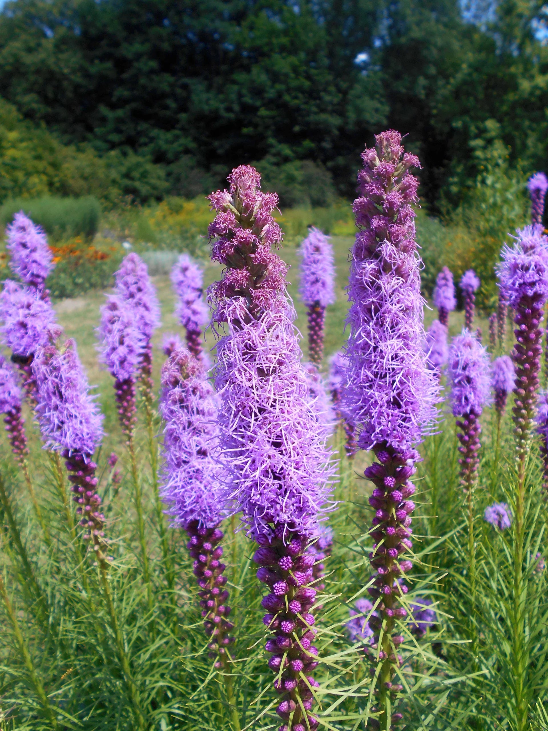 Liatris Blumensamen zur Aussaat leuchtend mehrjährige Blüten