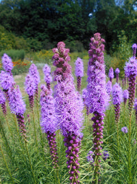 Liatris Blumensamen zur Aussaat leuchtend mehrjährige Blüten
