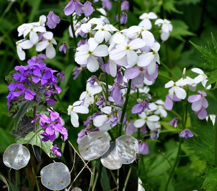 Lunaria Annua Blumensamen zur Aussaat Wildblume Mischung Traditionssorte & ohne Gentechnik Samen Hausgarten