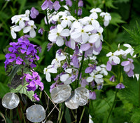 Lunaria Annua Blumensamen zur Aussaat Wildblume Mischung Traditionssorte & ohne Gentechnik Samen Hausgarten