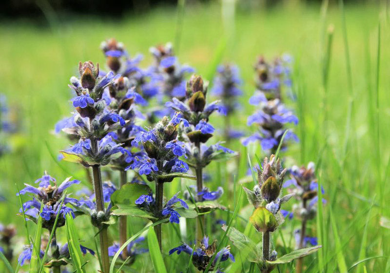 Bugle Blumensamen zur Aussaat – robust Sorte – Traditionssorte & ohne Gentechnik Samen Hausgarten