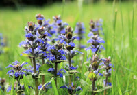 Bugle Blumensamen zur Aussaat – robust Sorte – Traditionssorte & ohne Gentechnik Samen Hausgarten