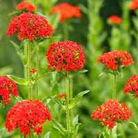 Lychnis Chalcedonica Blumensamen zur Aussaat farbenfroh Schau Traditionssorte & ohne Gentechnik Samen Hausgarten