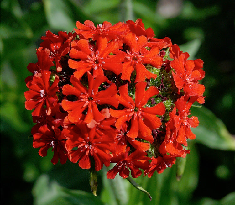 Lychnis Chalcedonica Blumensamen zur Aussaat farbenfroh Schau Traditionssorte & ohne Gentechnik Samen Hausgarten