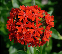Lychnis Chalcedonica Blumensamen zur Aussaat farbenfroh Schau Traditionssorte & ohne Gentechnik Samen Hausgarten