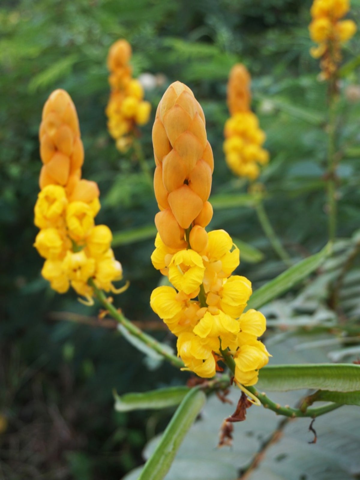 Gelb Cassia Candlestick Blumensamen zur Aussaat – Landhaus Garten wichtig – Traditionssorte & ohne Gentechnik Samen Hausgarten