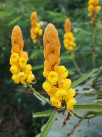 Gelb Cassia Candlestick Blumensamen zur Aussaat – Landhaus Garten wichtig – Traditionssorte & ohne Gentechnik Samen Hausgarten