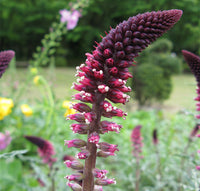 Lysimachia Blumensamen zur Aussaat ideal Rabatten Traditionssorte & ohne Gentechnik Samen Hausgarten